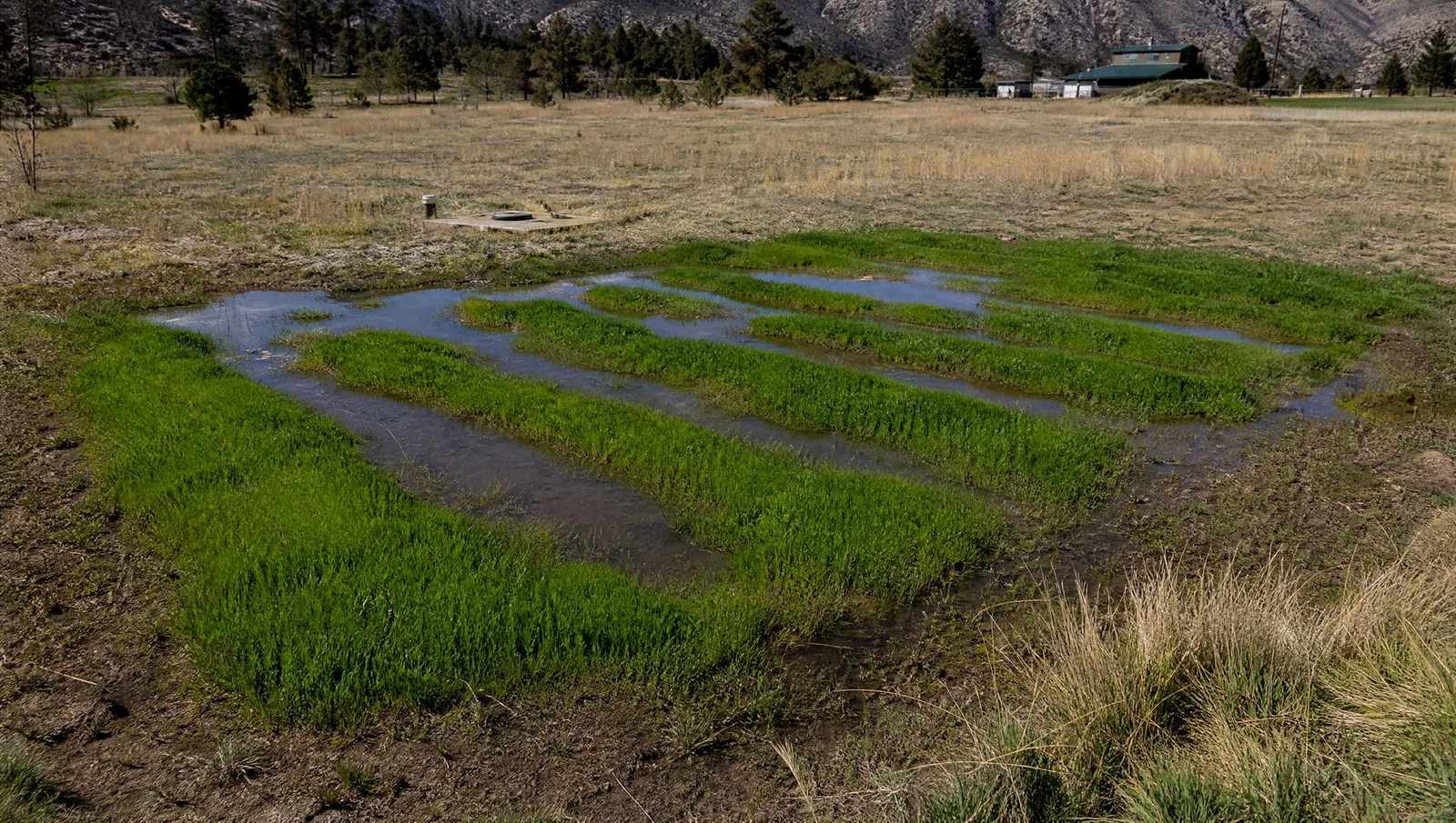 Failing septic drain field showing lush strips of grass and standing water in rural Colorado