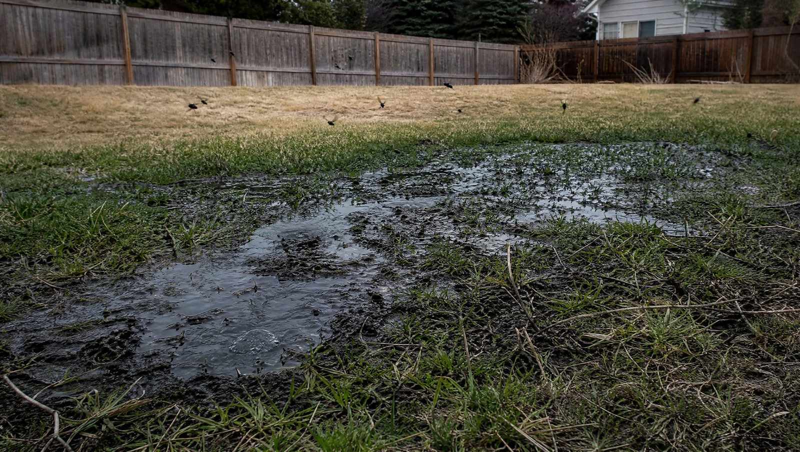 Wet patch of lawn giving off sewage odor above a septic tank in a Colorado backyard
