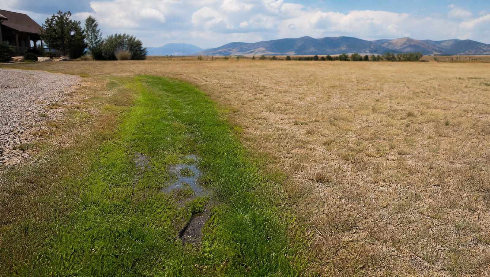 Strip of wet bright green grass over a drain field in an otherwise dry Colorado lawn